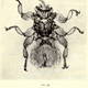 Illustration for article titled 110 Years Ago, These Microscopic Photos Horrified Londoners